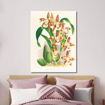 Illustrazioni Botaniche Odontoglossum Luteo-Purpureum Jean Jules Linden jjl112 quadro stampato su tela