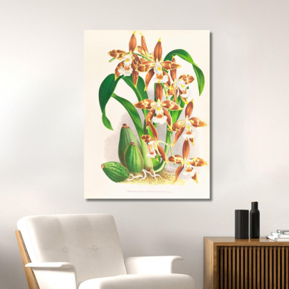 Illustrazioni Botaniche Odontoglossum Luteo-Purpureum Jean Jules Linden jjl112 quadro stampato su tela