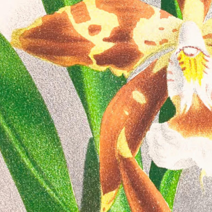 Illustrazioni Botaniche Odontoglossum Luteo-Purpureum Jean Jules Linden jjl112 quadro stampato su tela