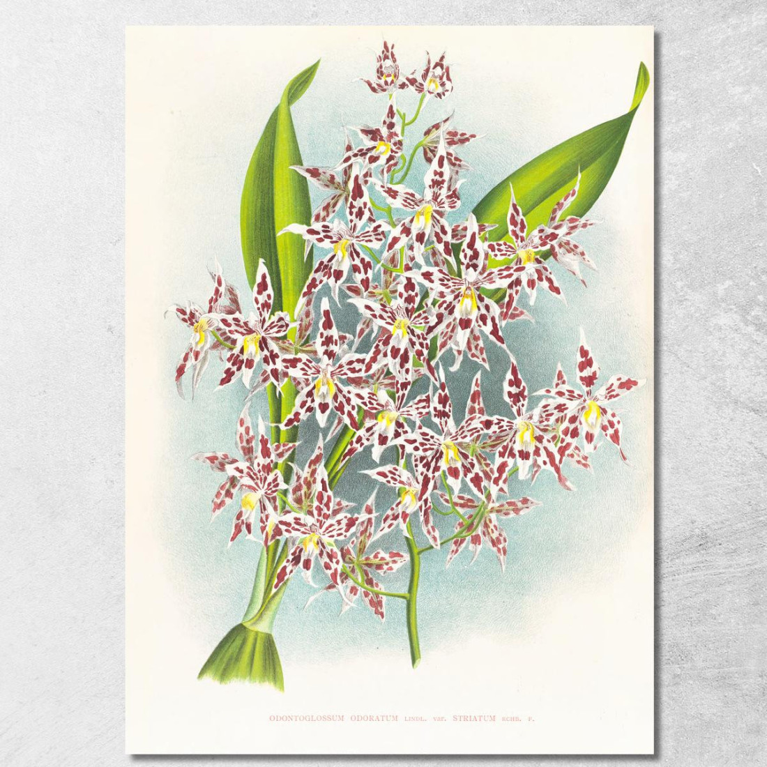 Illustrazioni Botaniche Odontoglossum Odoratum Var Striatum Jean Jules Linden jjl115 quadro stampato su tela