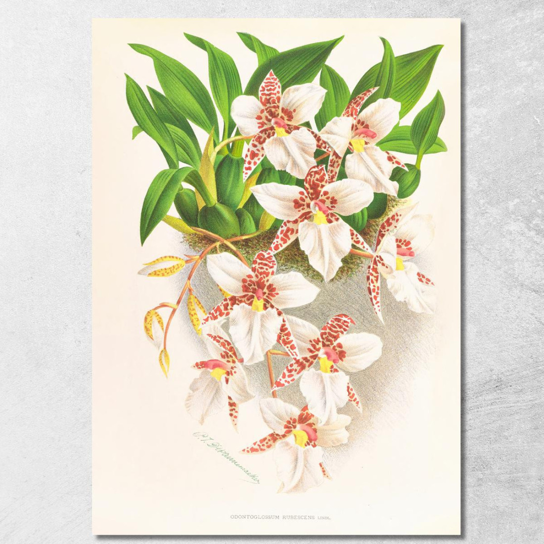 Illustrazioni Botaniche Odontoglossum Rubescens Jean Jules Linden jjl117 quadro stampato su tela