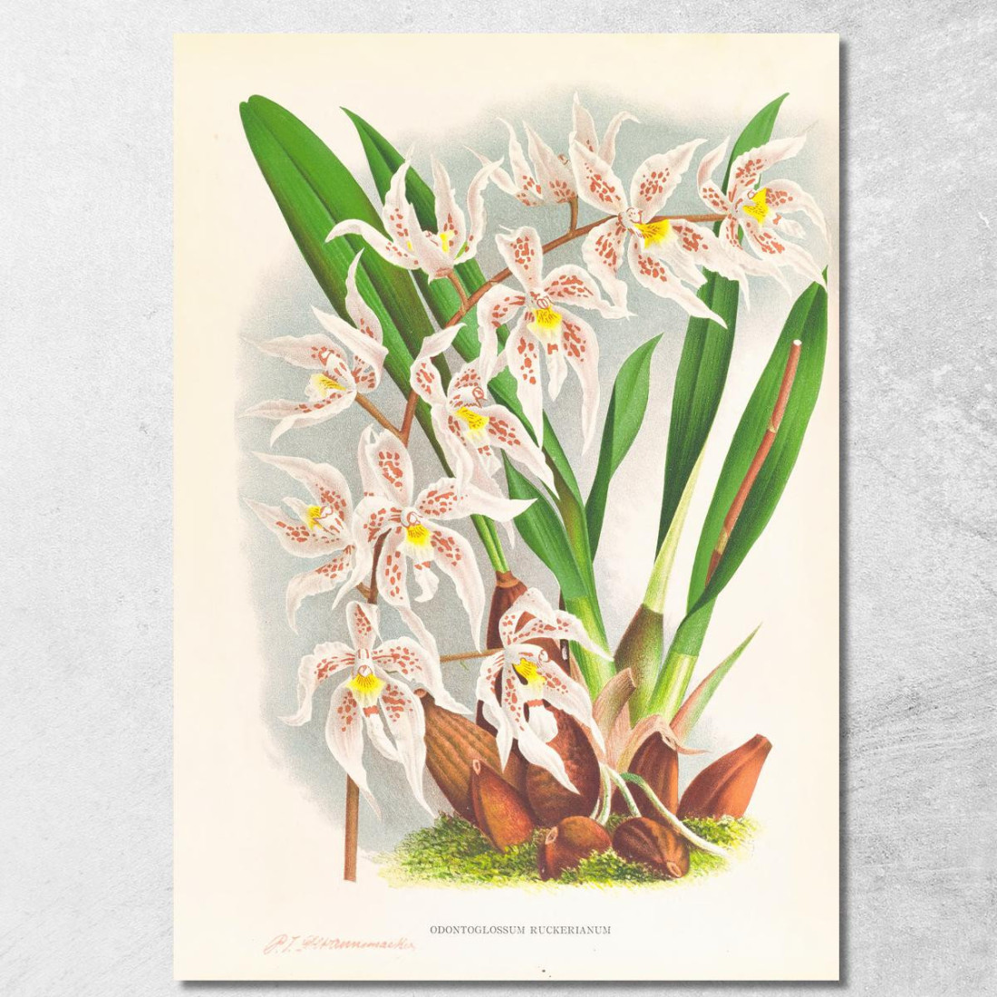 Illustrazioni Botaniche Odontoglossum Ruckerianum Jean Jules Linden jjl118 quadro stampato su tela