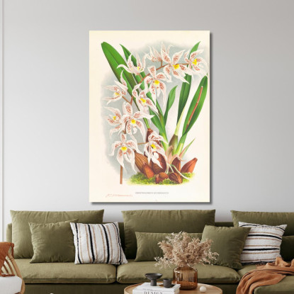 Illustrazioni Botaniche Odontoglossum Ruckerianum Jean Jules Linden jjl118 quadro stampato su tela