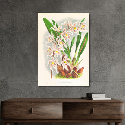 Illustrazioni Botaniche Odontoglossum Ruckerianum Jean Jules Linden jjl118 quadro stampato su tela