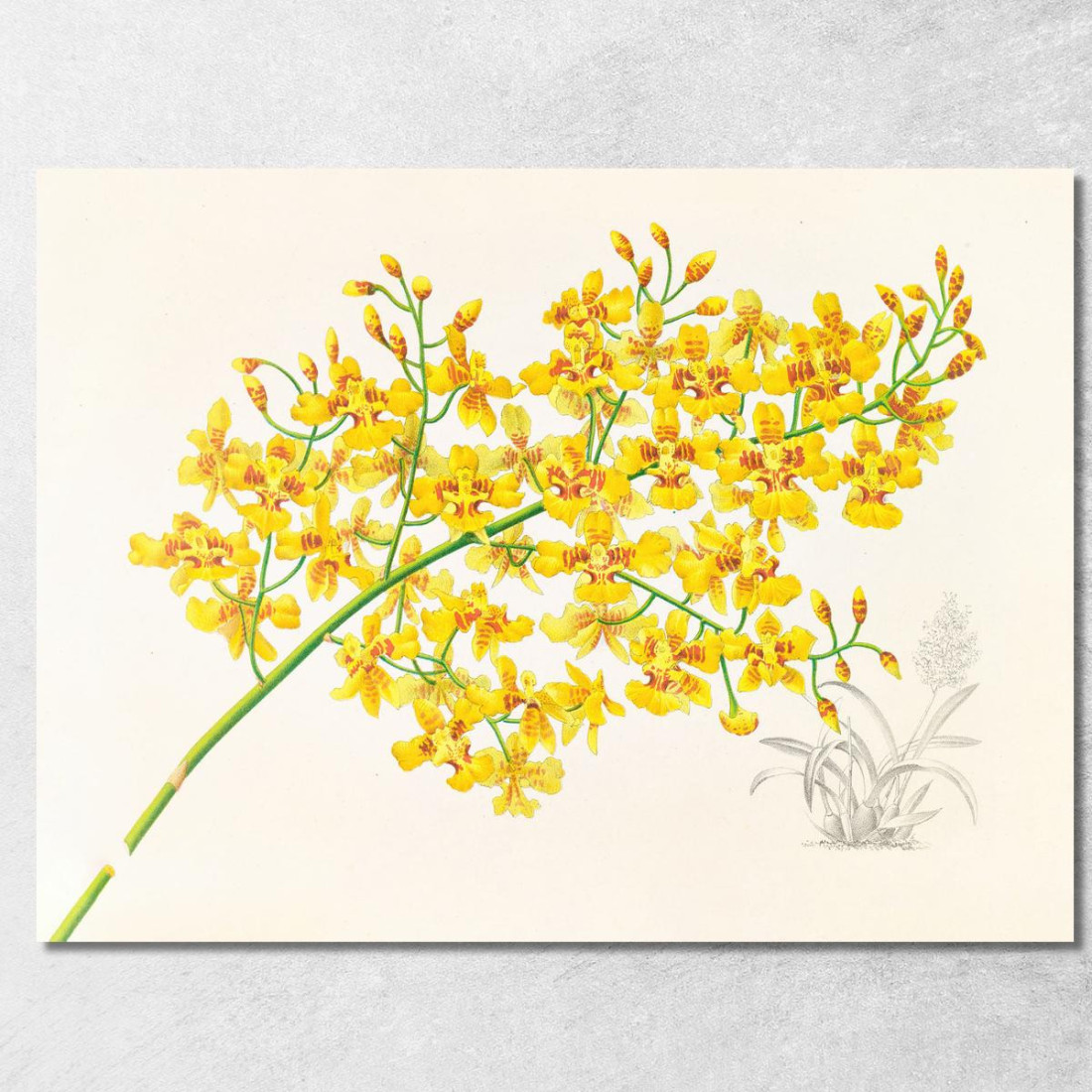 Illustrazioni Botaniche Oncidium Aurosum Jean Jules Linden jjl123 quadro stampato su tela