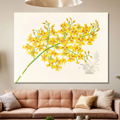 Illustrazioni Botaniche Oncidium Aurosum Jean Jules Linden jjl123 quadro stampato su tela