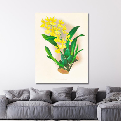 Illustrazioni Botaniche Oncidium Concolor Jean Jules Linden jjl124 quadro stampato su tela