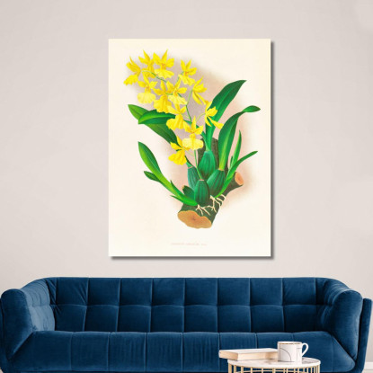 Illustrazioni Botaniche Oncidium Concolor Jean Jules Linden jjl124 quadro stampato su tela