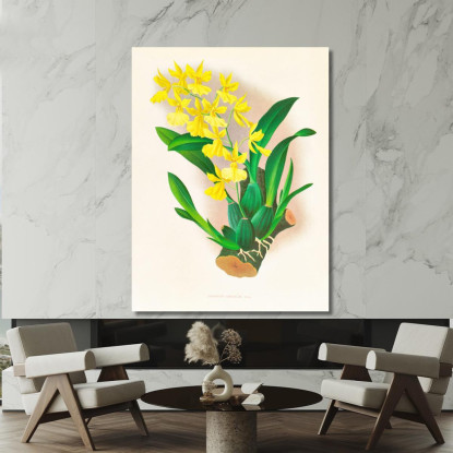 Illustrazioni Botaniche Oncidium Concolor Jean Jules Linden jjl124 quadro stampato su tela