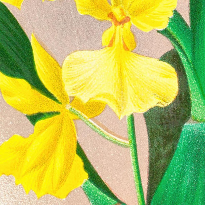 Illustrazioni Botaniche Oncidium Concolor Jean Jules Linden jjl124 quadro stampato su tela