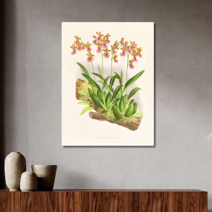 Illustrazioni Botaniche Oncidium Cucullatum Jean Jules Linden jjl125 quadro stampato su tela