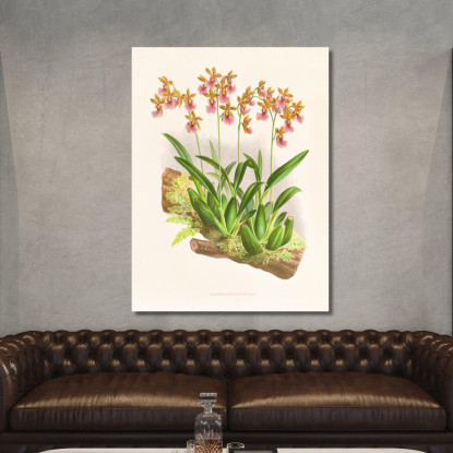 Illustrazioni Botaniche Oncidium Cucullatum Jean Jules Linden jjl125 quadro stampato su tela