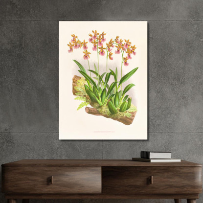 Illustrazioni Botaniche Oncidium Cucullatum Jean Jules Linden jjl125 quadro stampato su tela