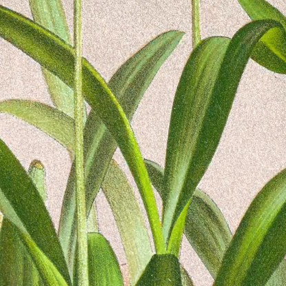 Illustrazioni Botaniche Oncidium Cucullatum Jean Jules Linden jjl125 quadro stampato su tela