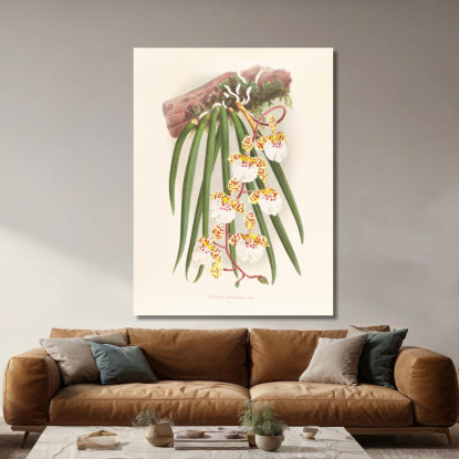 Illustrazioni Botaniche Oncidium Jonesianum Jean Jules Linden jjl126 quadro stampato su tela
