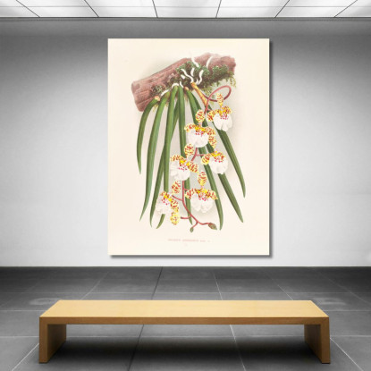 Illustrazioni Botaniche Oncidium Jonesianum Jean Jules Linden jjl126 quadro stampato su tela