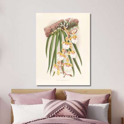 Illustrazioni Botaniche Oncidium Jonesianum Jean Jules Linden jjl126 quadro stampato su tela
