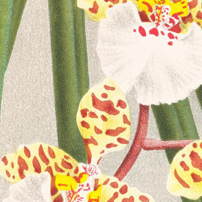 Illustrazioni Botaniche Oncidium Jonesianum Jean Jules Linden jjl126 quadro stampato su tela
