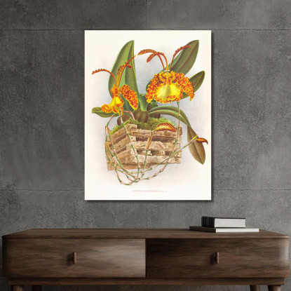 Illustrazioni Botaniche Oncidium Kramerianum Jean Jules Linden jjl127 quadro stampato su tela