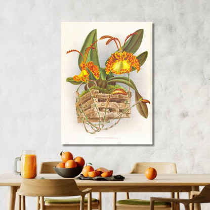 Illustrazioni Botaniche Oncidium Kramerianum Jean Jules Linden jjl127 quadro stampato su tela