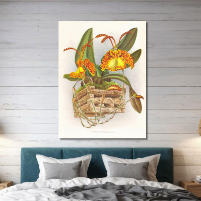 Illustrazioni Botaniche Oncidium Kramerianum Jean Jules Linden jjl127 quadro stampato su tela