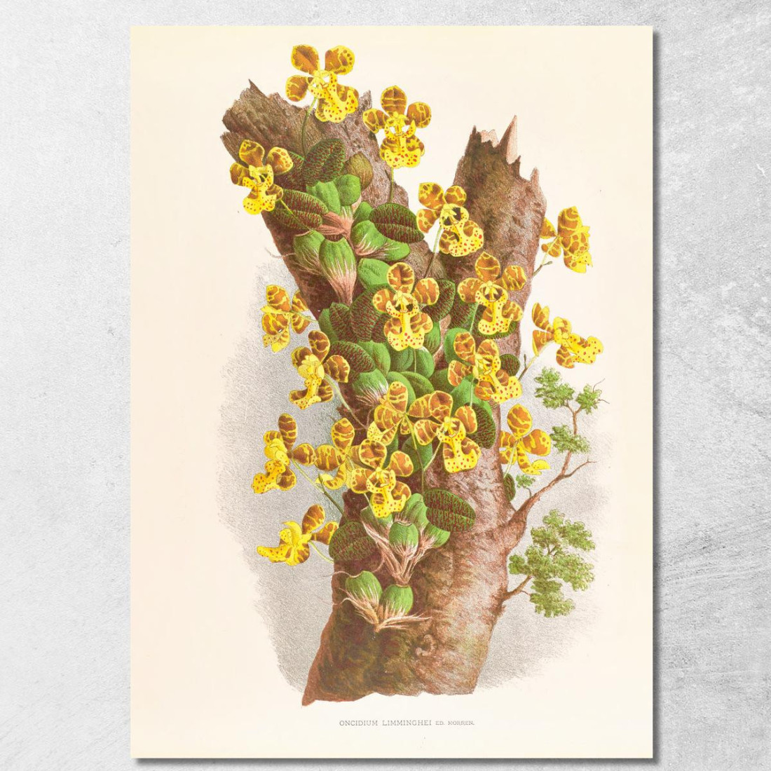Illustrazioni Botaniche Oncidium Limminghei Jean Jules Linden jjl129 quadro stampato su tela