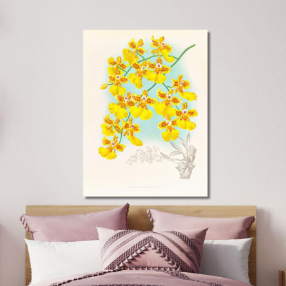 Illustrazioni Botaniche Oncidium Marshallianum Jean Jules Linden jjl130 quadro stampato su tela