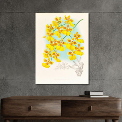 Illustrazioni Botaniche Oncidium Marshallianum Jean Jules Linden jjl130 quadro stampato su tela