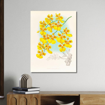 Illustrazioni Botaniche Oncidium Marshallianum Jean Jules Linden jjl130 quadro stampato su tela