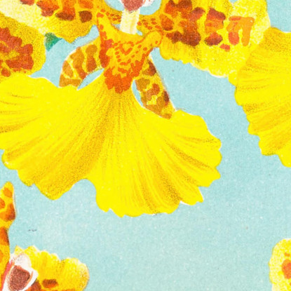 Illustrazioni Botaniche Oncidium Marshallianum Jean Jules Linden jjl130 quadro stampato su tela