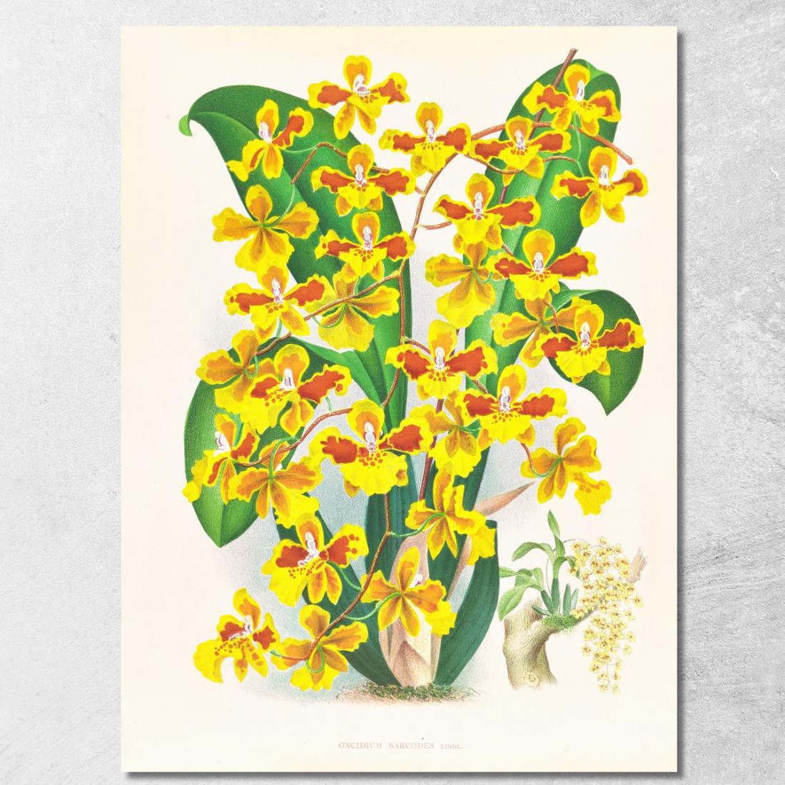 Illustrazioni Botaniche Oncidium Sarcodes Jean Jules Linden jjl131 quadro stampato su tela