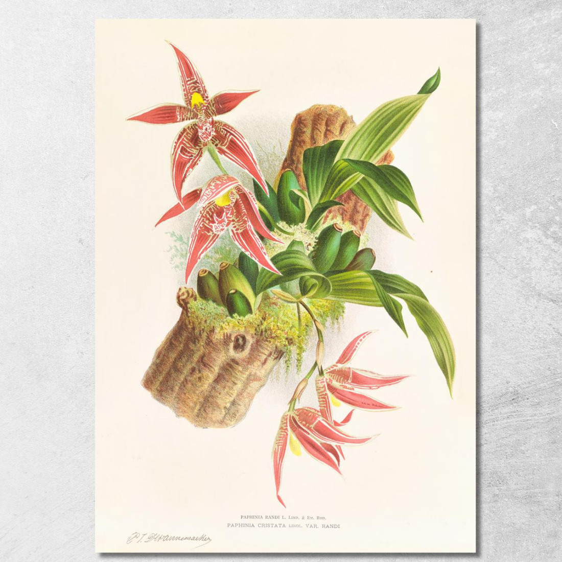 Illustrazioni Botaniche Paphinia Randi Paphinia Cristata Jean Jules Linden jjl133 quadro stampato su tela