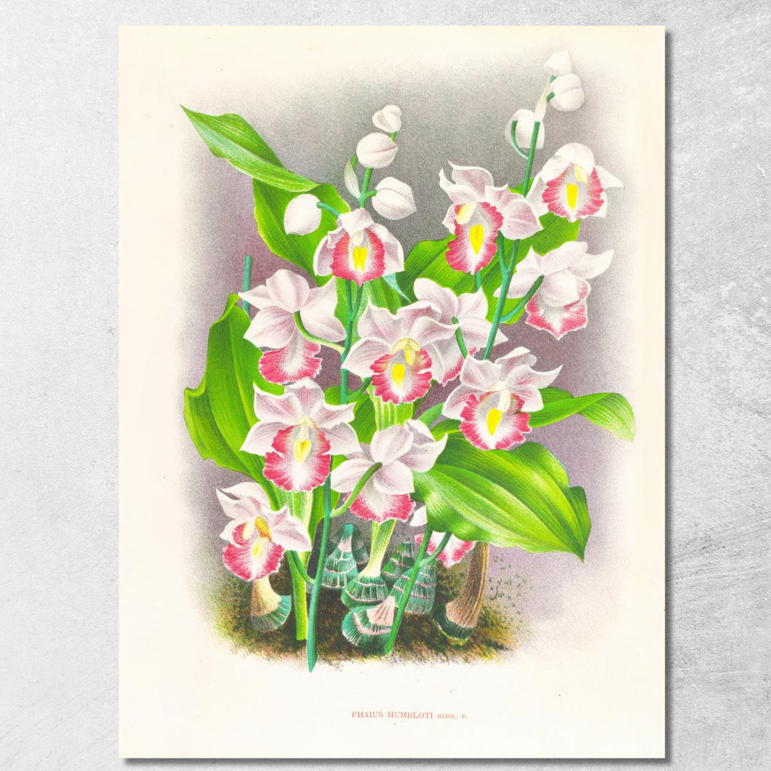 Illustrazioni Botaniche Phaius Humbloti Jean Jules Linden jjl134 quadro stampato su tela