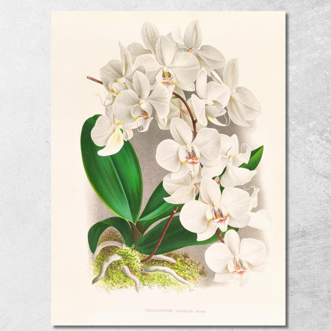 Illustrazioni Botaniche Phalaenopsis Amabilis Jean Jules Linden jjl135 quadro stampato su tela