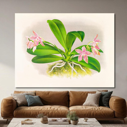 Illustrazioni Botaniche Phalaenopsis Luddemanniana Jean Jules Linden jjl137 quadro stampato su tela