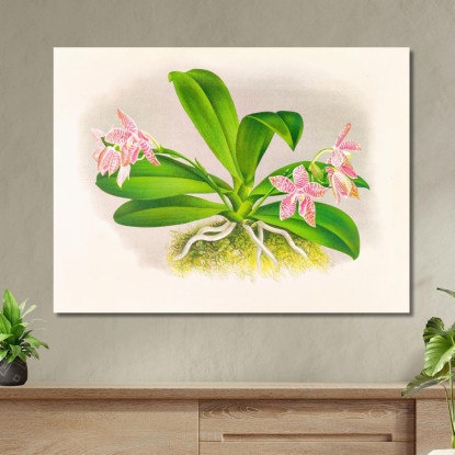 Illustrazioni Botaniche Phalaenopsis Luddemanniana Jean Jules Linden jjl137 quadro stampato su tela