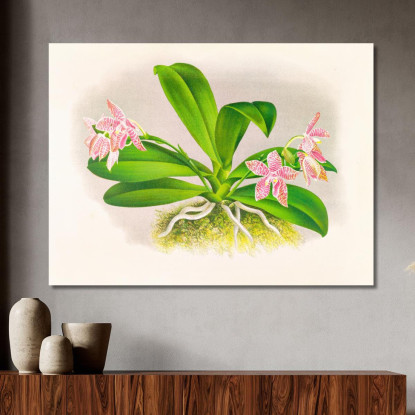 Illustrazioni Botaniche Phalaenopsis Luddemanniana Jean Jules Linden jjl137 quadro stampato su tela