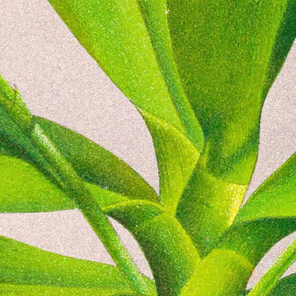 Illustrazioni Botaniche Phalaenopsis Luddemanniana Jean Jules Linden jjl137 quadro stampato su tela