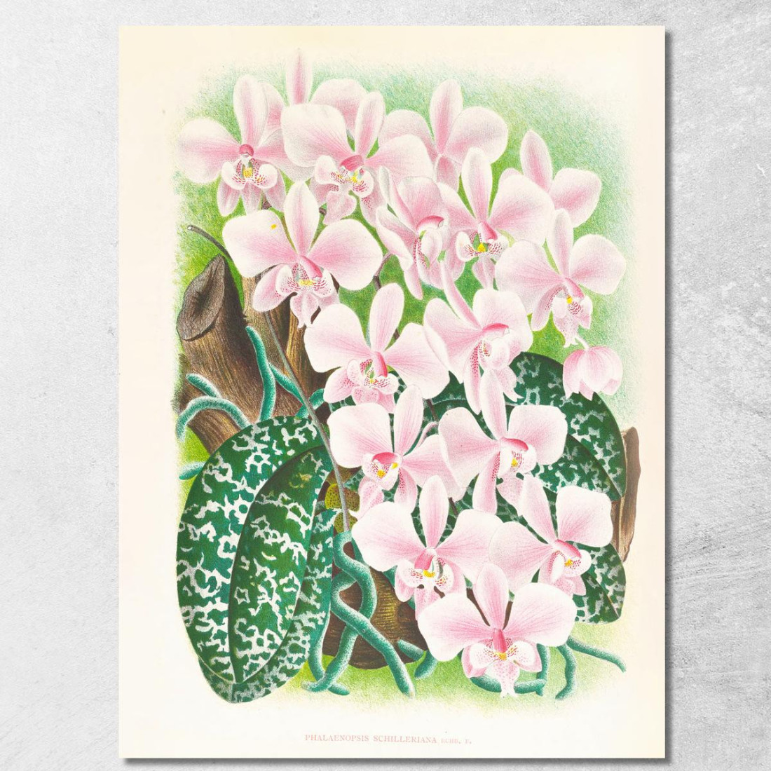 Illustrazioni Botaniche Phalaenopsis Schilleriana Jean Jules Linden jjl139 quadro stampato su tela