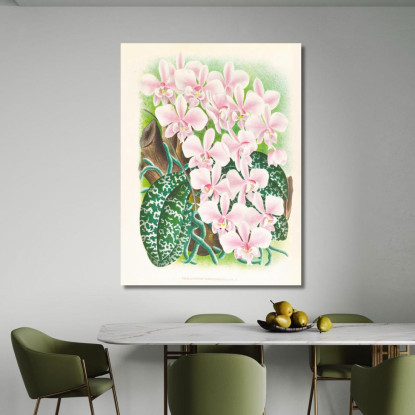 Illustrazioni Botaniche Phalaenopsis Schilleriana Jean Jules Linden jjl139 quadro stampato su tela