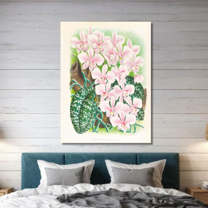 Illustrazioni Botaniche Phalaenopsis Schilleriana Jean Jules Linden jjl139 quadro stampato su tela