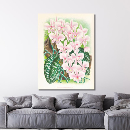 Illustrazioni Botaniche Phalaenopsis Schilleriana Jean Jules Linden jjl139 quadro stampato su tela