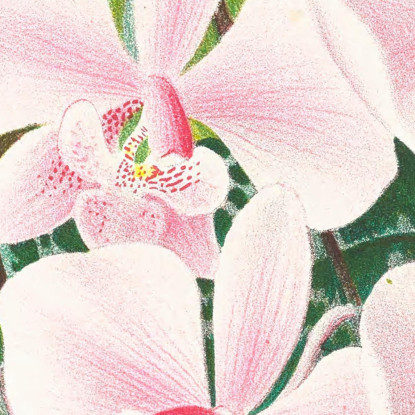 Illustrazioni Botaniche Phalaenopsis Schilleriana Jean Jules Linden jjl139 quadro stampato su tela