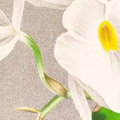 Illustrazioni Botaniche Pilumna Nobilis Jean Jules Linden jjl142 quadro stampato su tela