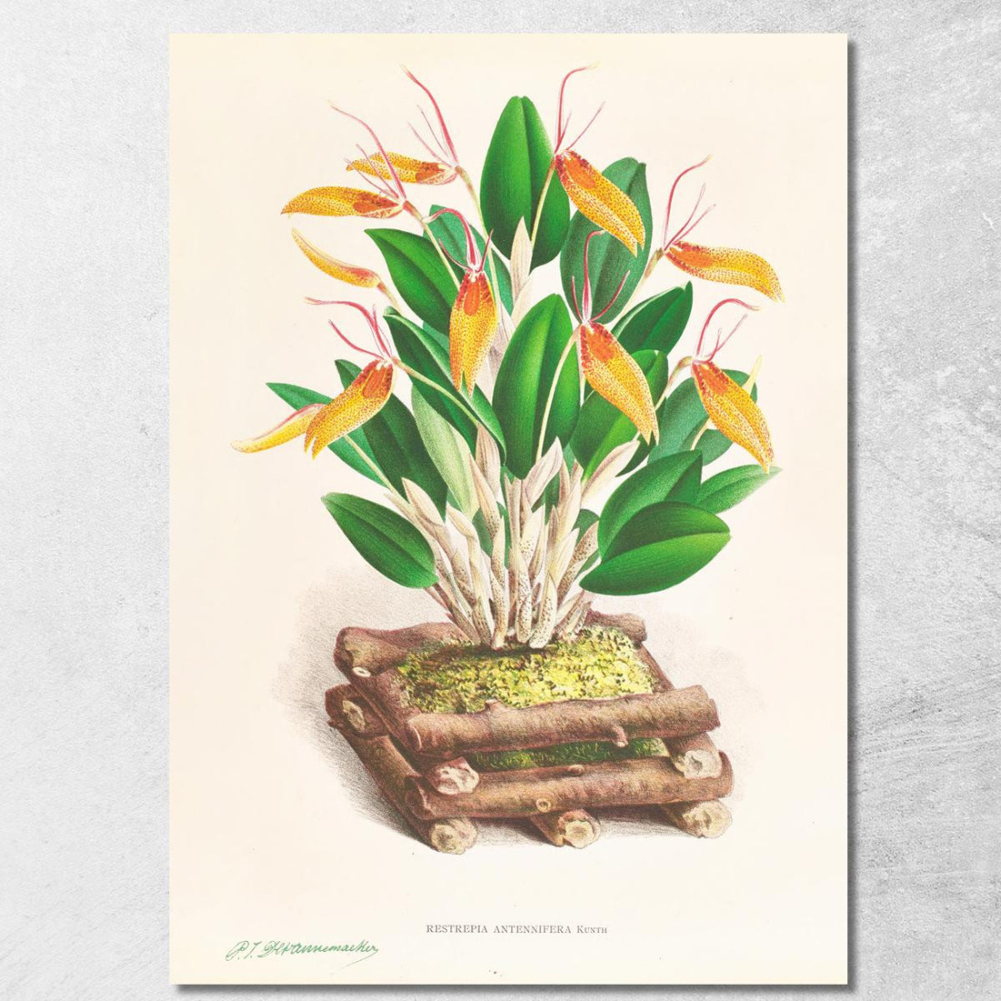 Illustrazioni Botaniche Restrepia Antennifera Jean Jules Linden jjl143 quadro stampato su tela
