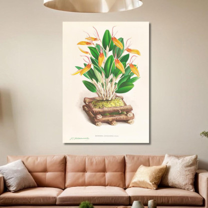 Illustrazioni Botaniche Restrepia Antennifera Jean Jules Linden jjl143 quadro stampato su tela