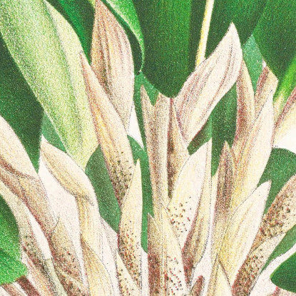 Illustrazioni Botaniche Restrepia Antennifera Jean Jules Linden jjl143 quadro stampato su tela