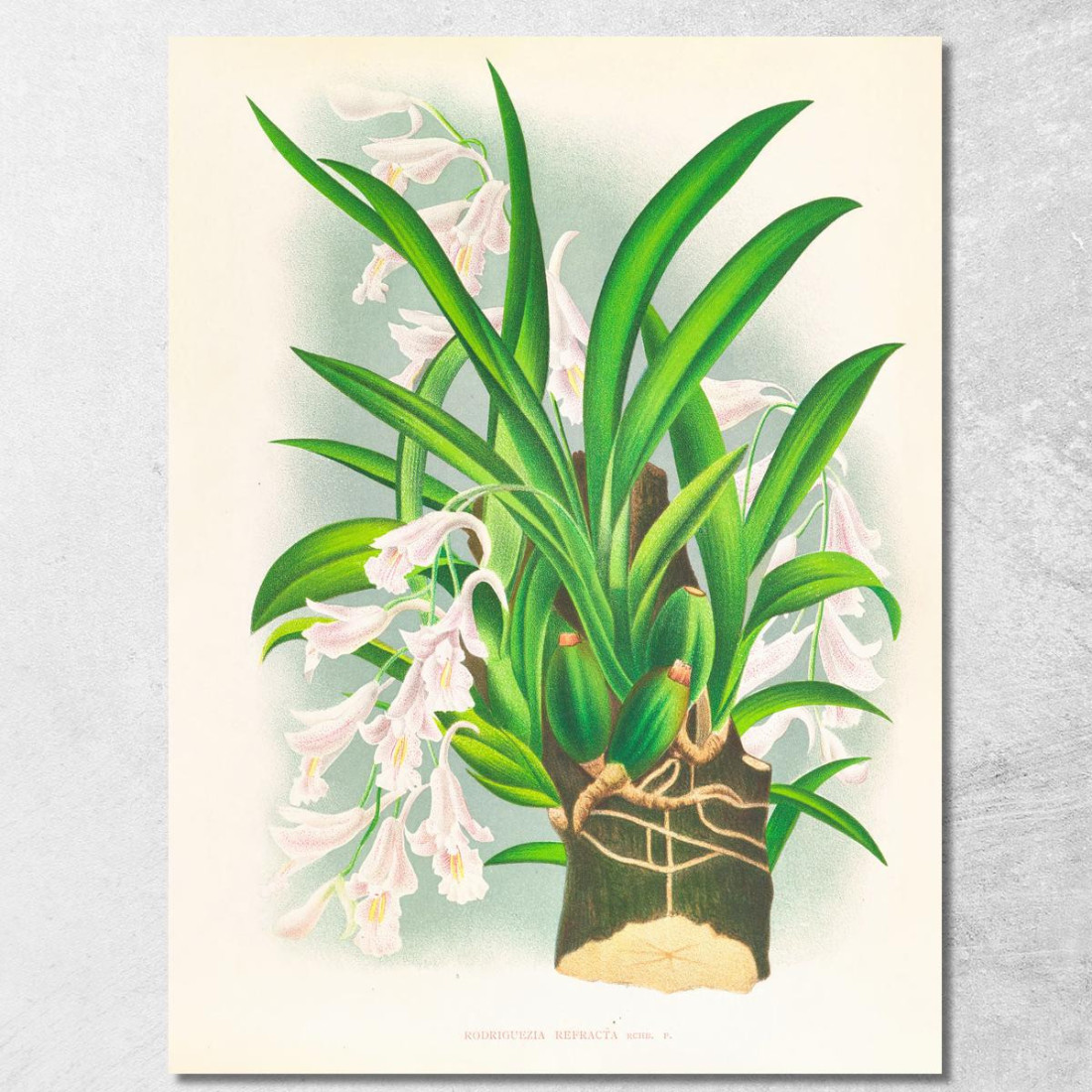 Illustrazioni Botaniche Rodriguezia Refracta Jean Jules Linden jjl144 quadro stampato su tela