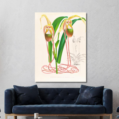 Illustrazioni Botaniche Selenipedium Caudatum Jean Jules Linden jjl146 quadro stampato su tela