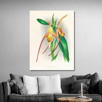 Illustrazioni Botaniche Selenipedium Grande Jean Jules Linden jjl147 quadro stampato su tela